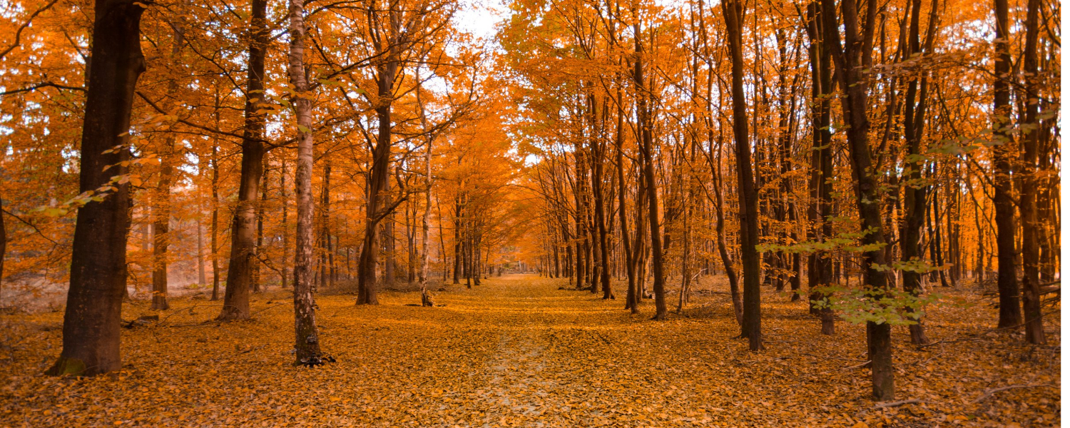 St Catharines Landscaping Planting in the Fall