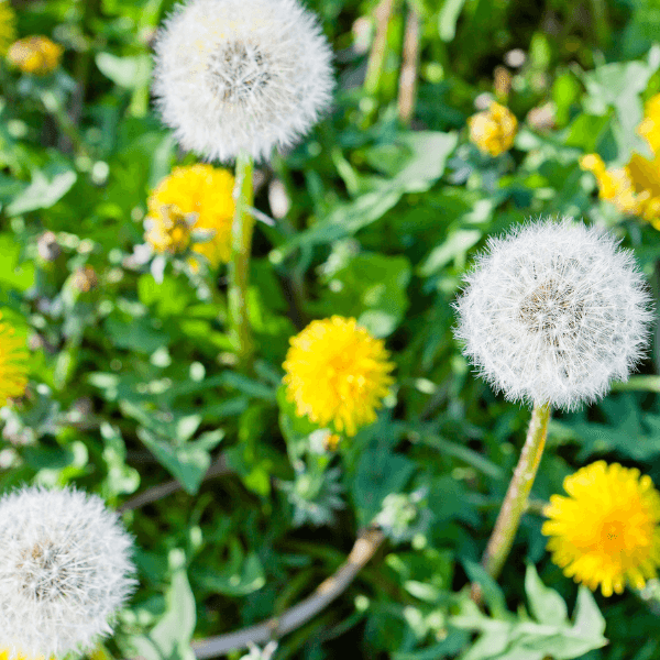 landscaping services st catharines - Ways to Kill Yard Weeds Naturally - dandelion blooms and seed puffs