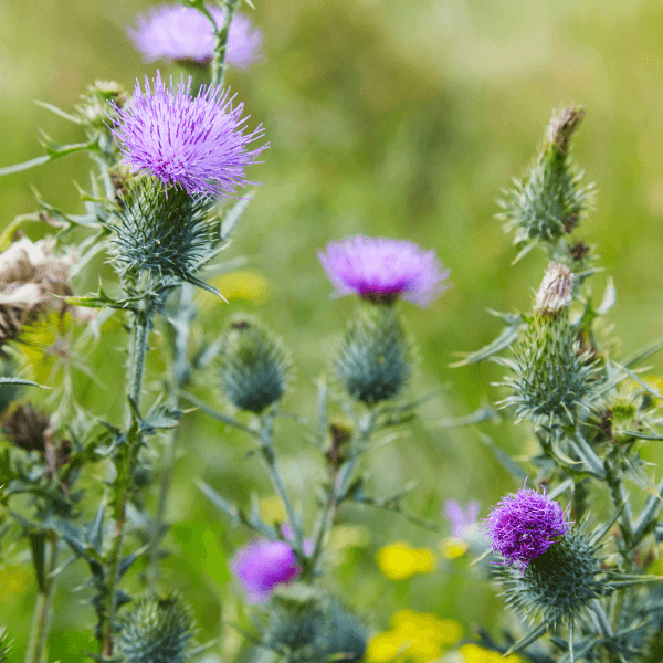 landscaping services st catharines - Ways to Kill Yard Weeds Naturally - the weed thistle with flowers
