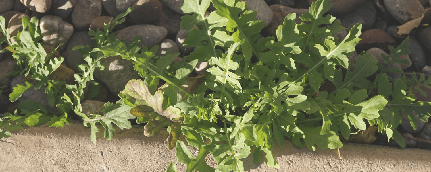 Landscaping Services St Catharines Killing WEEDS in Ontario