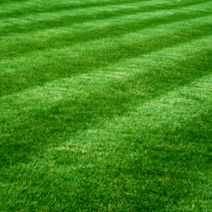 Monthly Landscaping Packages - Everything You Need to Know About Monthly Landscaping Packages - a neatly mowed lawn with lawnmower lines