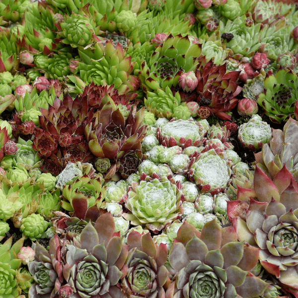 st catharines landscape supply - Landscaping Guide How to Build a Rockery - Sempervivum