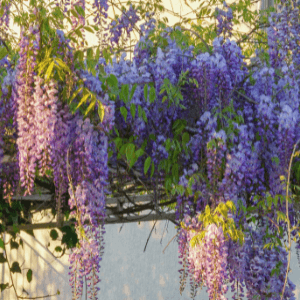 landscapers in niagara - 20 Things to Do to Your Yard - Wisteria in Bloom climbing an exterior wall