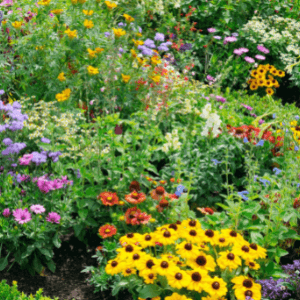landscapers in niagara - 20 Things to Do to Your Yard - a flower garden with yellow rudbeckias and asters in full bloom