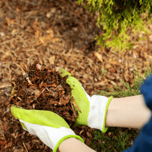 landscaping companies st catharines - Ways to Save Money on Landscaping Projects - a pair of hands applying mulch on a garden bed