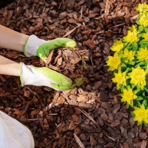 landscaping companies st catharines - Ways to Save Money on Landscaping Projects - a pair of hands with gloves applying mulch on a garden bed planted with yellow flowers