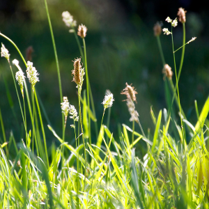 St Catharines ON lawn care - grass that has grown to seed