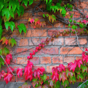 landscapers niagara - 21 Landscaping Ideas That Will Make Your Property Stand Out - green and red-leafed vines climbing a brick wall