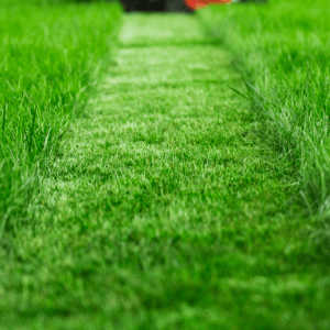 lawn care services st catharines - Proper Watering for a Healthy Lawn - a path made by a lawnmower showing shorter grass in between 2 taller grass on each side of the lawn
