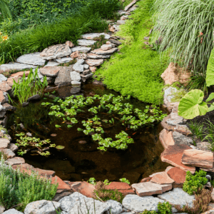 backyard landscaping - a small pond with various plants lined with landscaping rocks and a natural rock pathway