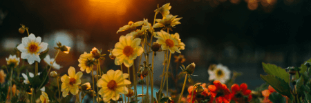 Landscaping | Top Landscaping Plants and Flowers